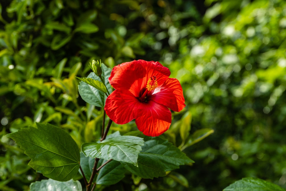 A vibrant, large red flower of the Chinese hibiscus (Hibiscus rosa-sinensis) stands out dramatically against a softly blurred background of garden foliage.