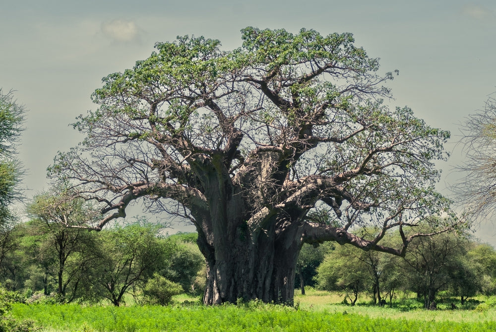 Baobab tree.