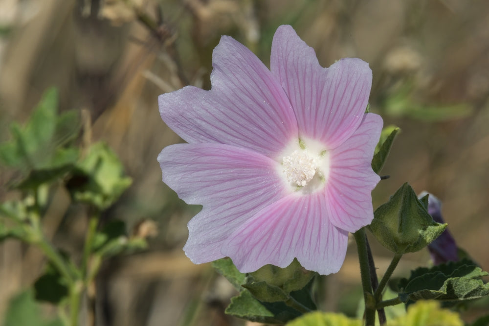 Althaea officinalis marshmallow. Marshmallow flower in the garden. Traditional medicine.