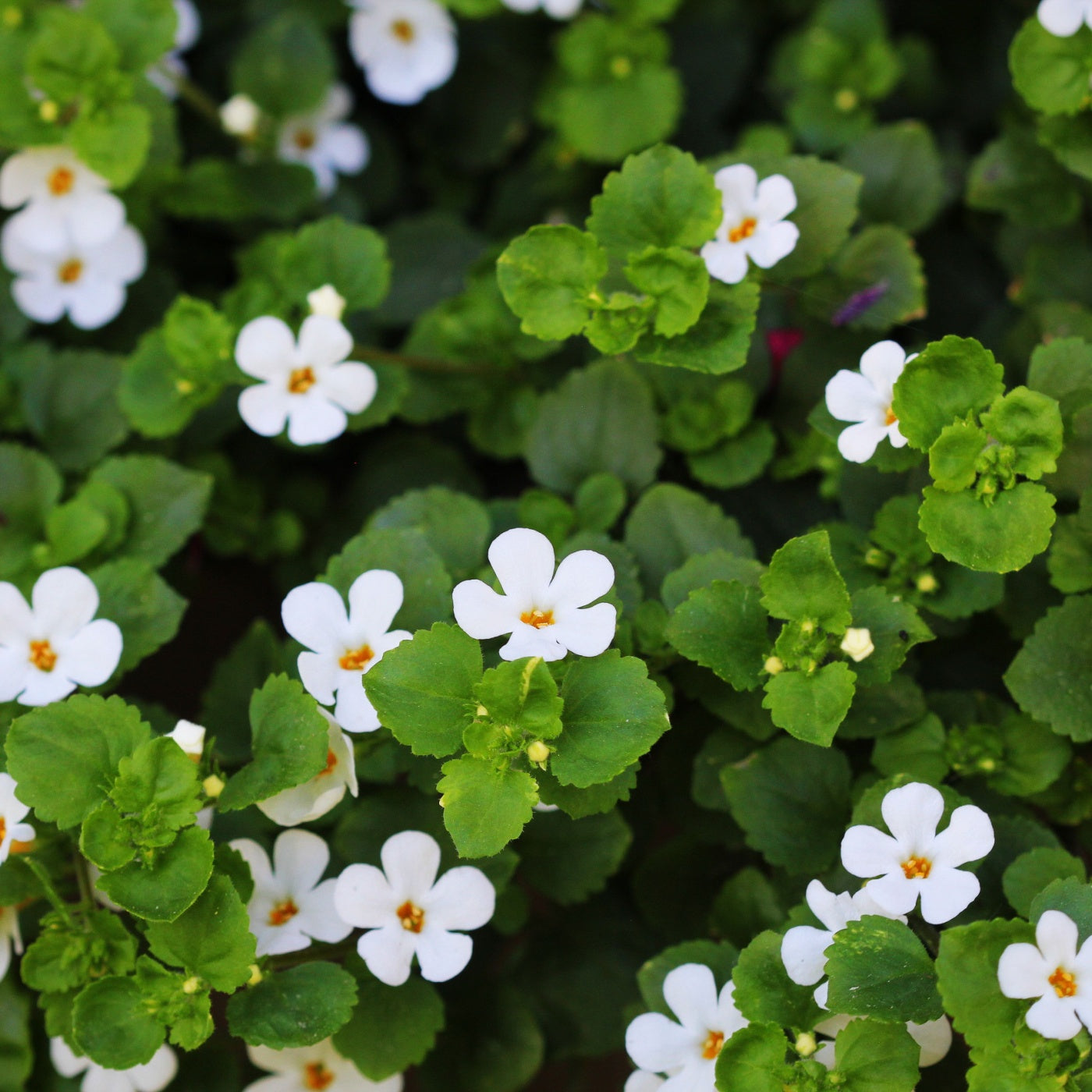 Bacopa monnieri, herb Bacopa is a medicinal herb used in Ayurveda.