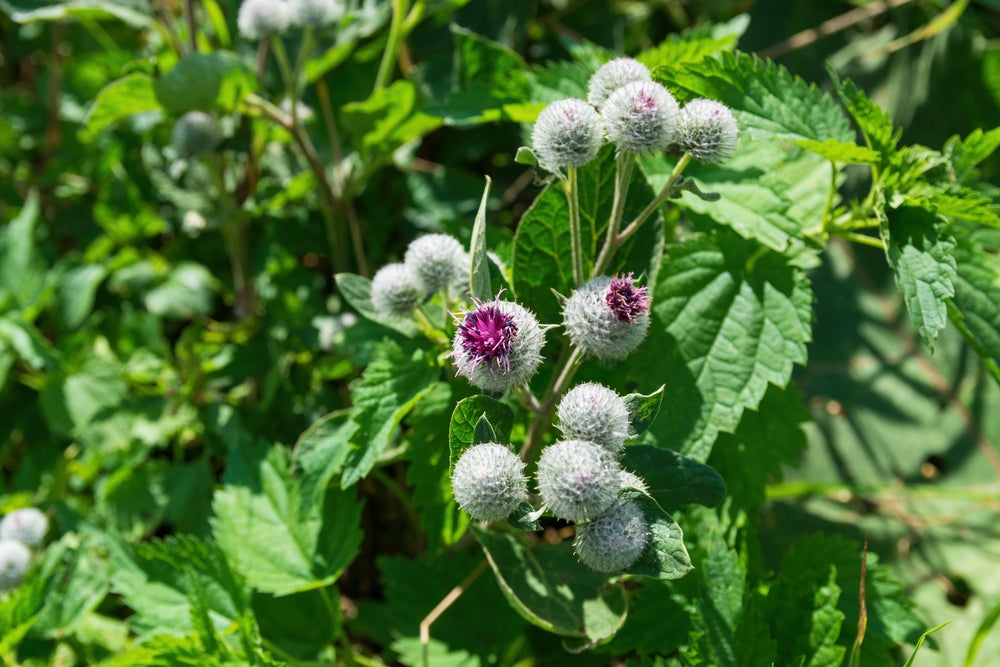 Arctium lappa, greater burdock, flowering medicinal plant, bright burdock flower.