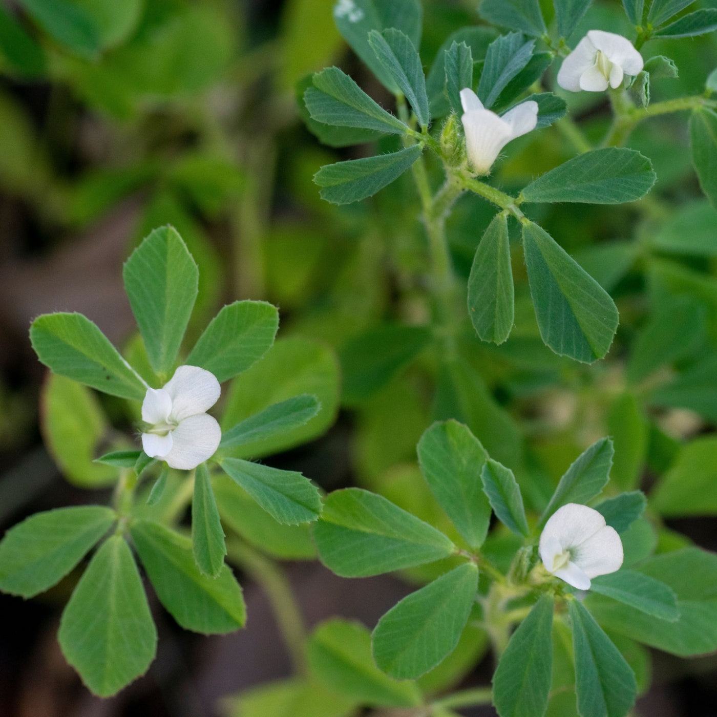 Fenugreek plant.