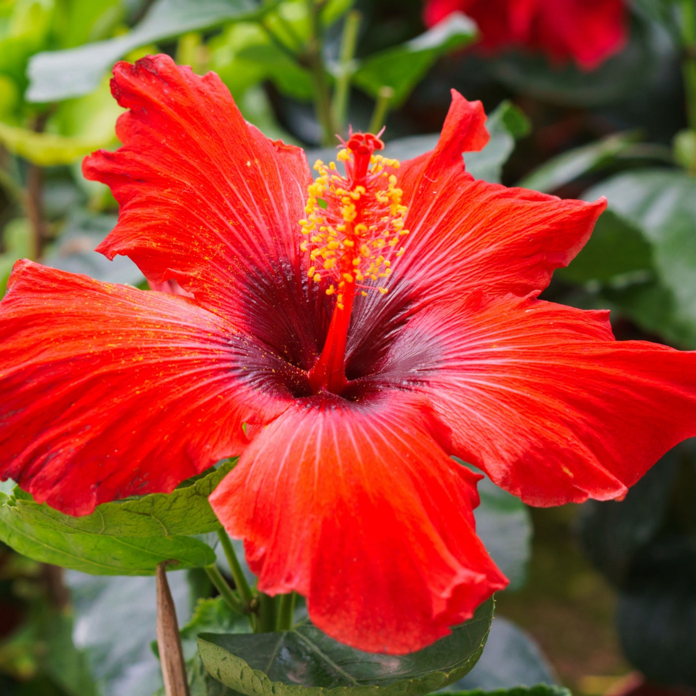 Hibiscus flower 