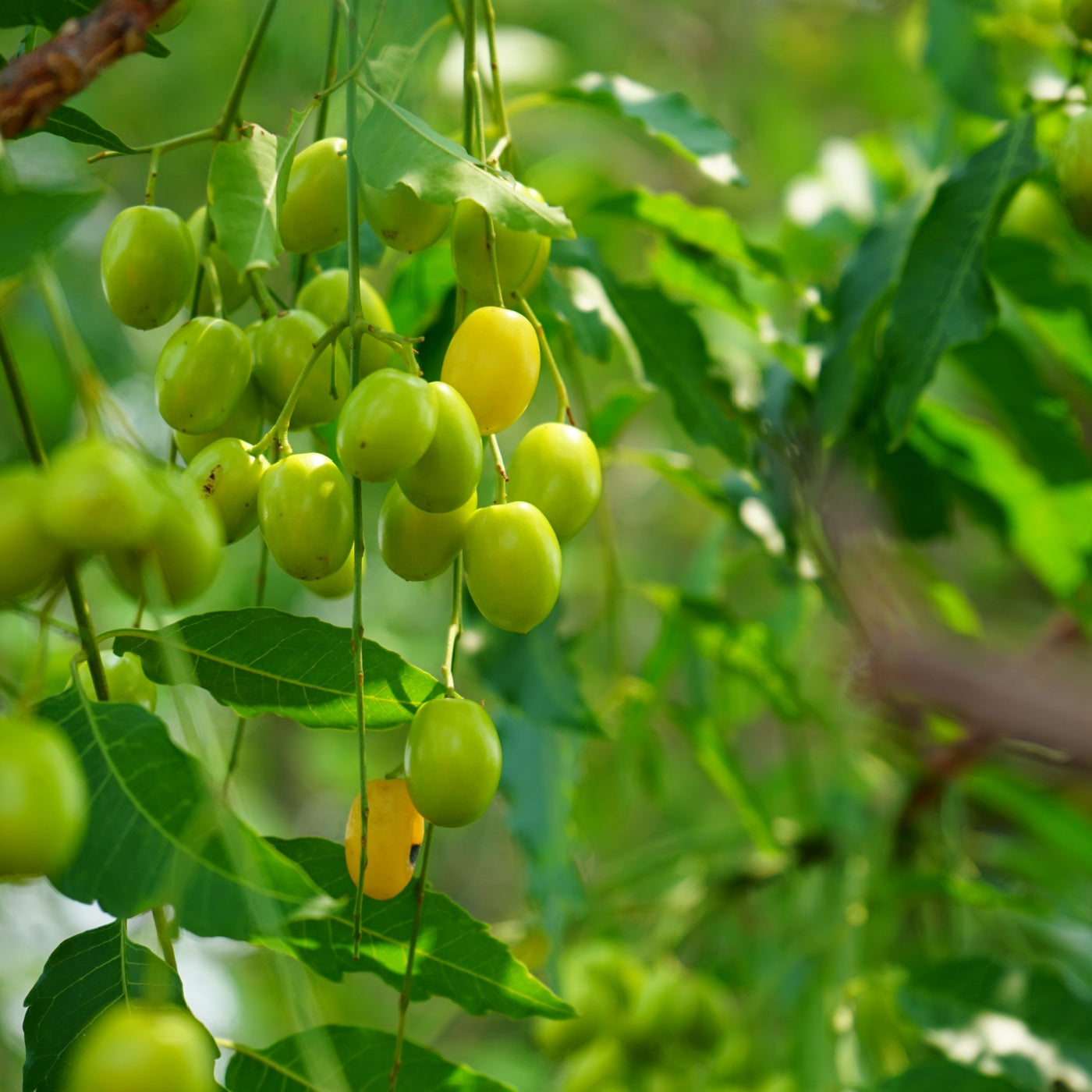 Neem fruit on tree with leaf.